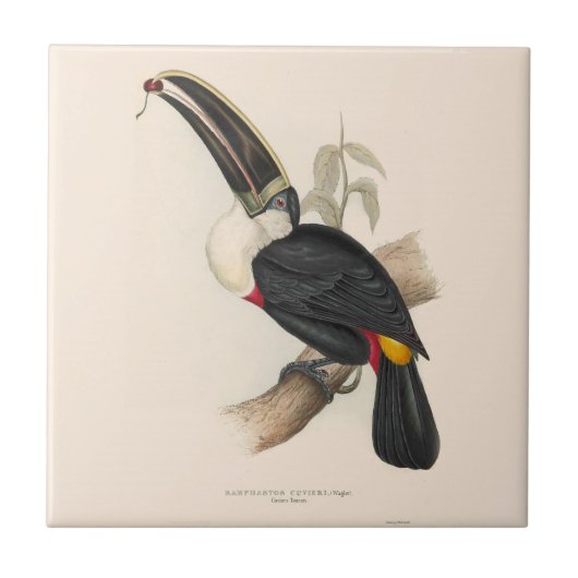 Carreau Peinture animalière d'antiquités Toucans (Devant)