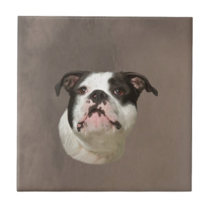 Carreau Peinture couleur d'eau Bulldog