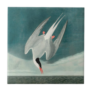 Carreau Peinture de faune d'oiseau de Stern Nordique Audub