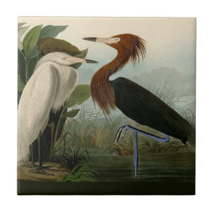 Carreau Peinture de la faune d'Audubon Heron violet
