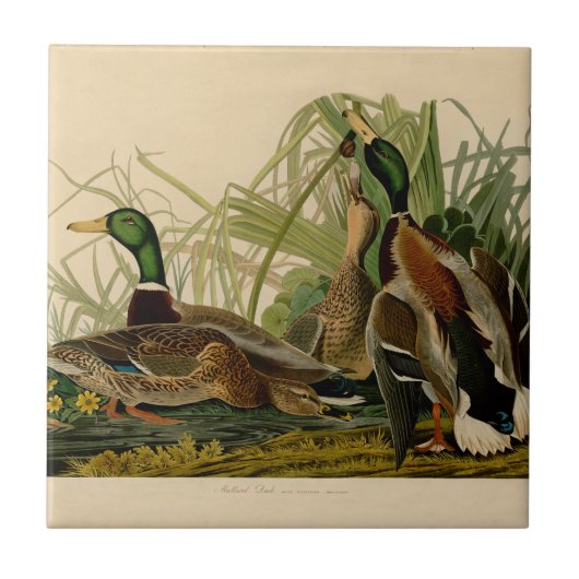 Carreau Peinture d'oiseaux de Mallard Duck Audubon (Devant)