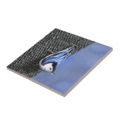 Carreau Peinture Nuthatch à poitrine blanche Art original (Côté)