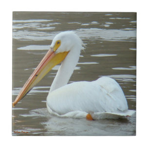 Carreau Pélican blanc B15 sur eau boueuse