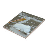 Carreau Pélican blanc B15 sur eau boueuse (Côté)