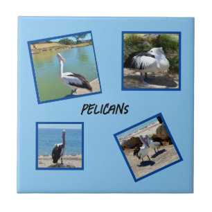 Carreau Pelicans Le Monde Le Plus Froid Oiseau Quatre Cadr