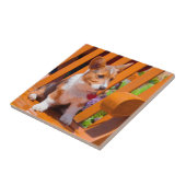 Carreau Pembroke Welsh (Côté)