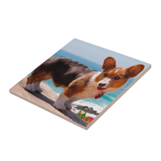 Carreau Pembroke Welsh Corgi puppy standing on table (Côté)