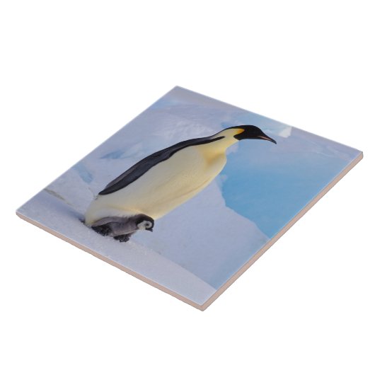 Carreau Penguin | Apténodytes (Côté)