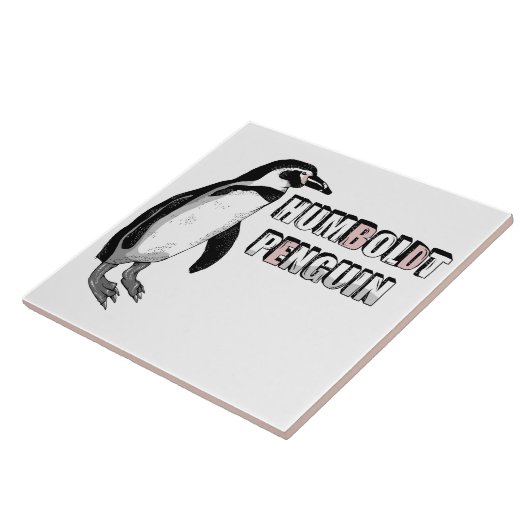 Carreau Penguin de Humboldt (Côté)