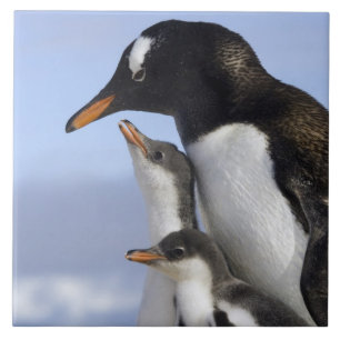 Carreau Péninsule Antarctique, Neko Harbour, Gentoo