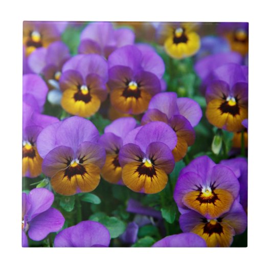 Carreau Pensées violettes et dorées (Devant)
