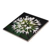 Carreau Pentas blanc (Côté)