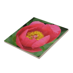CARREAU "PEONNE ROSE PROFONDE AVEC CENTRE D'OR"