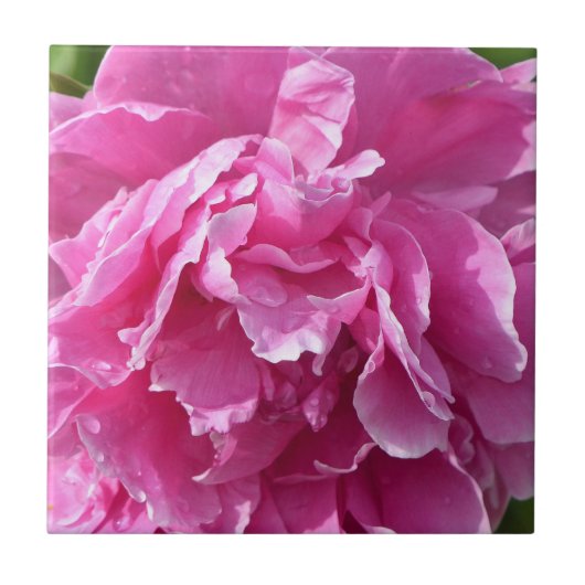 Carreau Peony rose (Devant)
