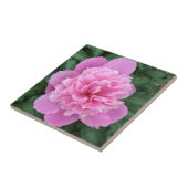 Carreau Peony rose (Côté)