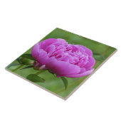 Carreau Peony rose (Côté)