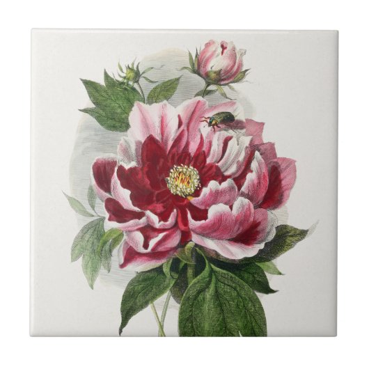 Carreau Peony Rose botanique vintage (Devant)