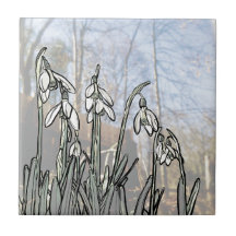 Perce-neiges