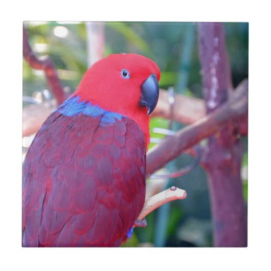 Carreau Perroquet coloré d'eclectus (Devant)