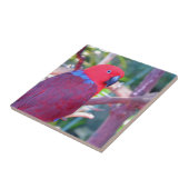 Carreau Perroquet coloré d'eclectus (Côté)