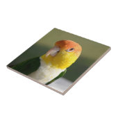 Carreau Perroquet de caïque gonflé par blanc mignon (Côté)