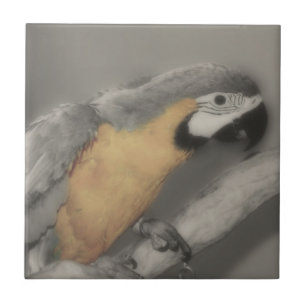 Carreau Perroquet Macaw Chez Les Oiseaux Noirs Et Blancs