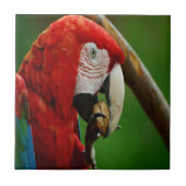 Carreau Perroquet rouge tropical (Devant)