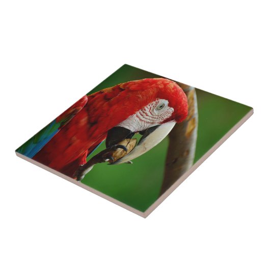 Carreau Perroquet rouge tropical (Côté)