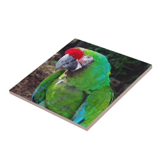 Carreau Perroquet vert (Côté)