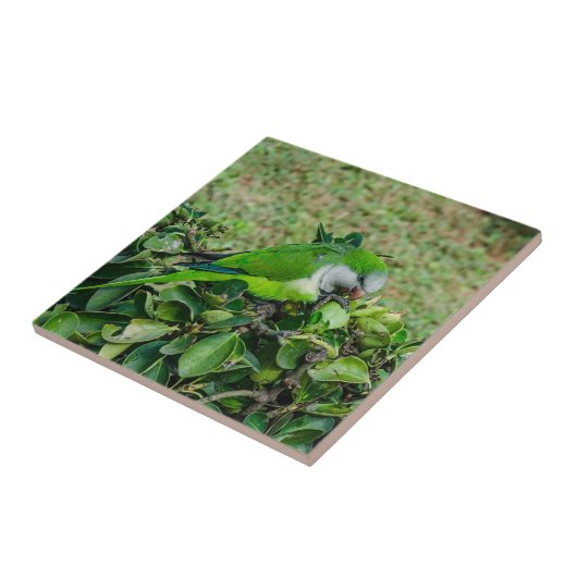 Carreau Perroquet vert (Côté)