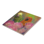 Carreau Perroquets de Sun Conures (Côté)