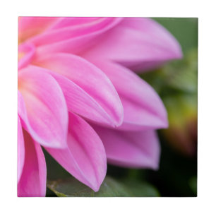 Carreau Pétales Dahlia Rose