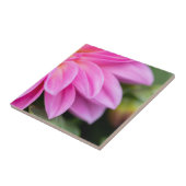 Carreau Pétales Dahlia Rose (Côté)