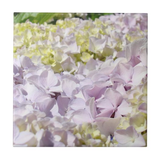 Carreau Pétales de Fleur d'Hydrangea Carrelage Art Décorat (Devant)