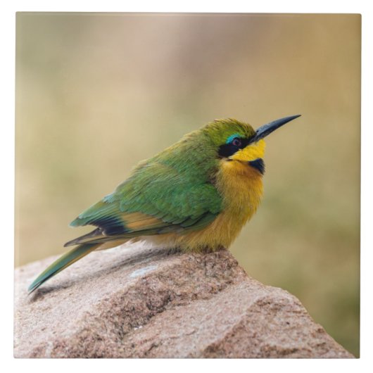 Carreau Petit Bee-Eater (Devant)
