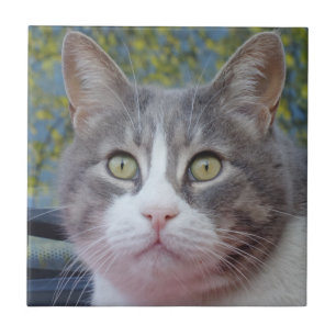 Carreau Petit chat gris (4,25 po x 4,25 po) Tuile photo en