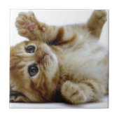 Carreau petit chat tigré mignon de gingembre d'animal (Devant)
