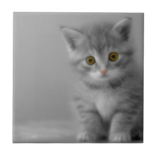 Carreau Petit chaton doux