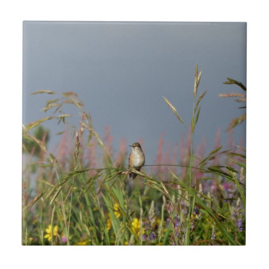 Carreau Petit colibri gras (Devant)