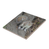 Carreau Petit écureuil (4,25 po x 4,25 po) Carrelage photo (Côté)