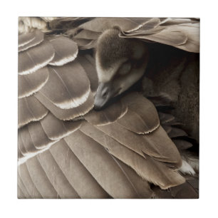 Carreau Petit Gosling sous l'aile de la maman