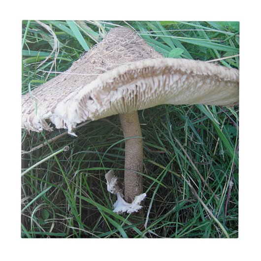 Carreau Petit grand champignon (Devant)