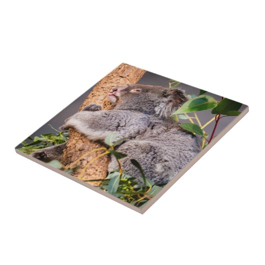 Carreau Petit koala doux (Côté)