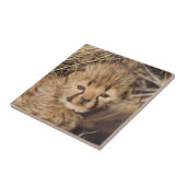 Carreau Petit mâle de 19 jours. Namibie (Côté)