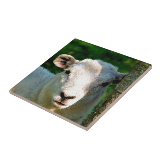 CARREAU PETIT MOQUETTE (Côté)