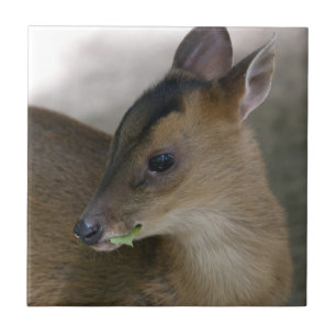 Carreau Petit muntjac