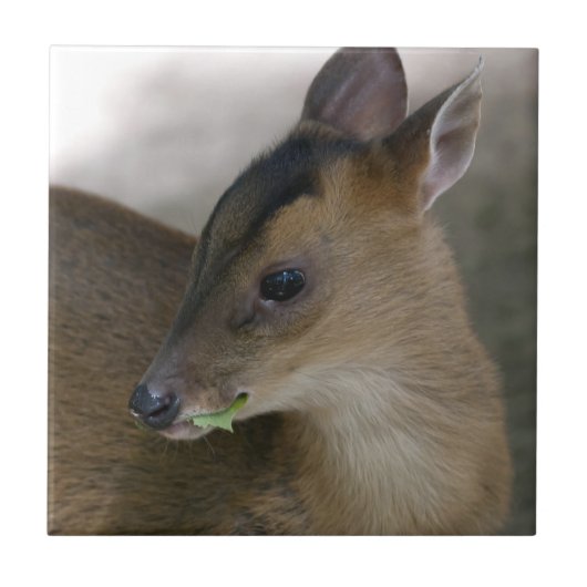 Carreau Petit muntjac (Devant)