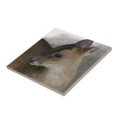 Carreau Petit muntjac (Côté)