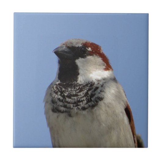 Carreau Petit oiseau mignon (Devant)