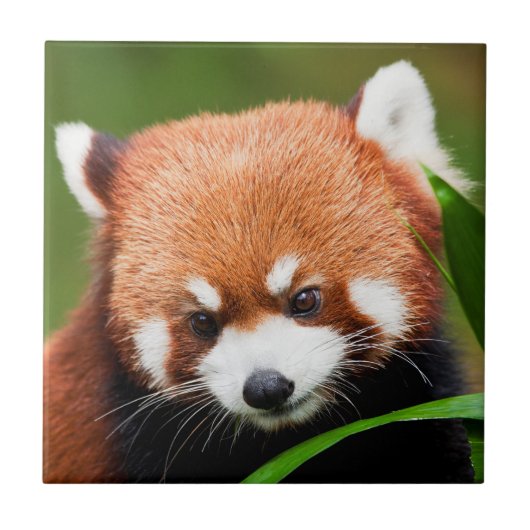 Carreau Petit Panda Rouge (Devant)